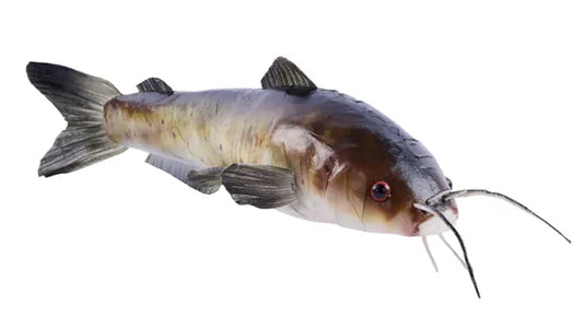 16"L X 4.5"H CATFISH- NATURAL- MK2098