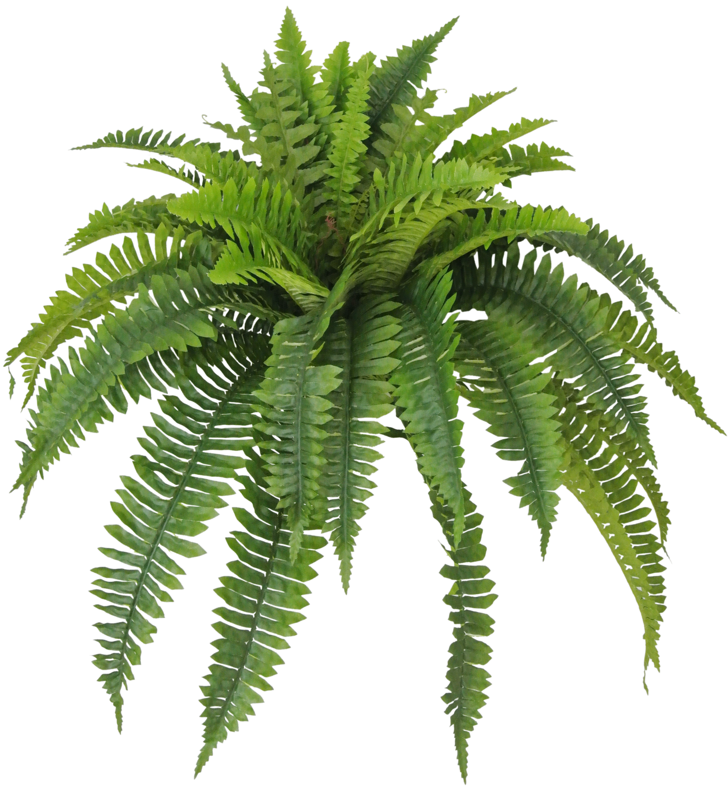 26 IN BOSTON FERN X 5 W 48 LVS - 80198