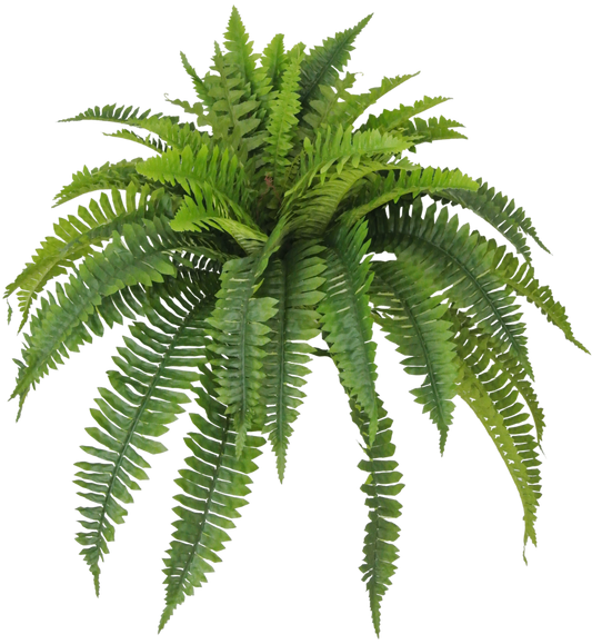 26 IN BOSTON FERN X 5 W 48 LVS - 80198