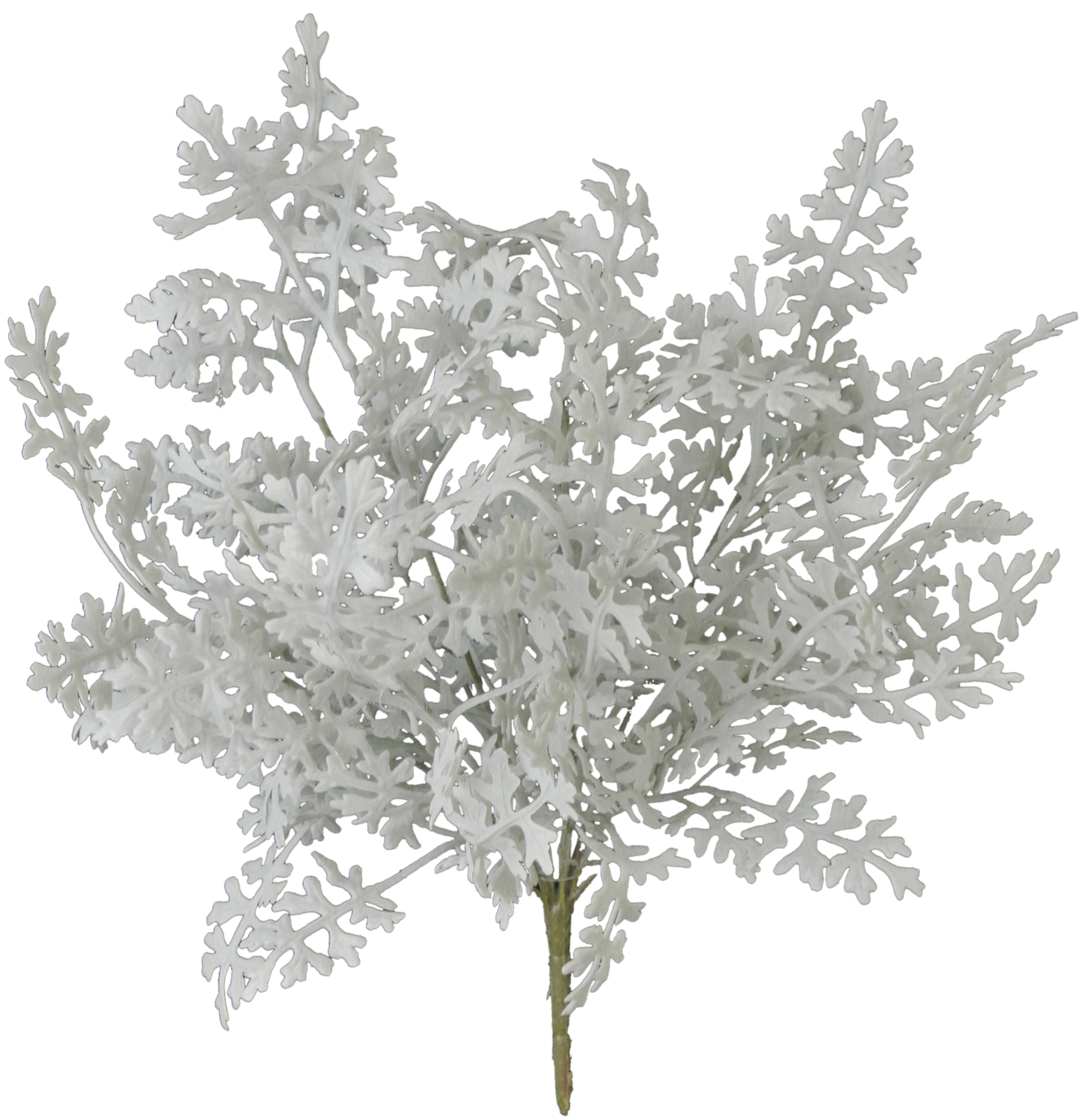 16 IN DUSTY MILLER BUSH X 8 - 81547