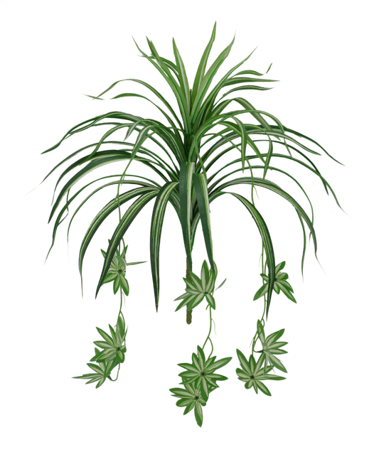 SINGLE SPIDER PLANT W 44 - 83652