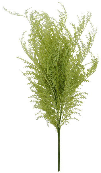 29 in phoenix tail fern - 84099