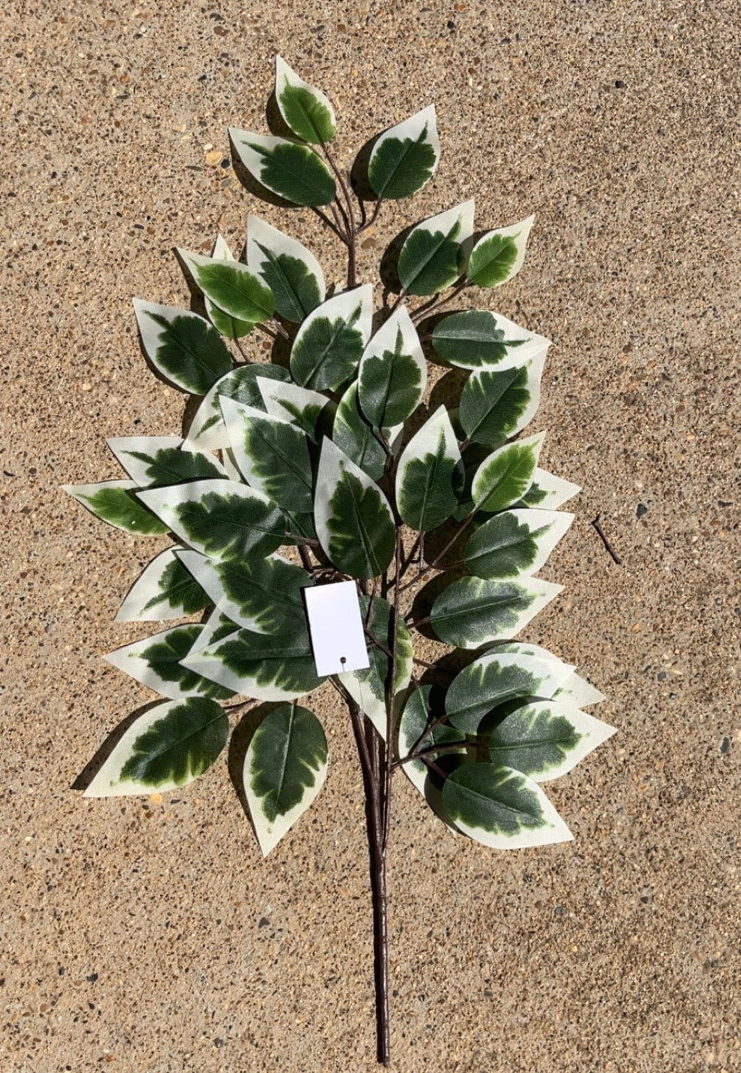 VARIEGATED FICUS SPRAY X 3 W 42 LVS (Pack of 12)-A220032