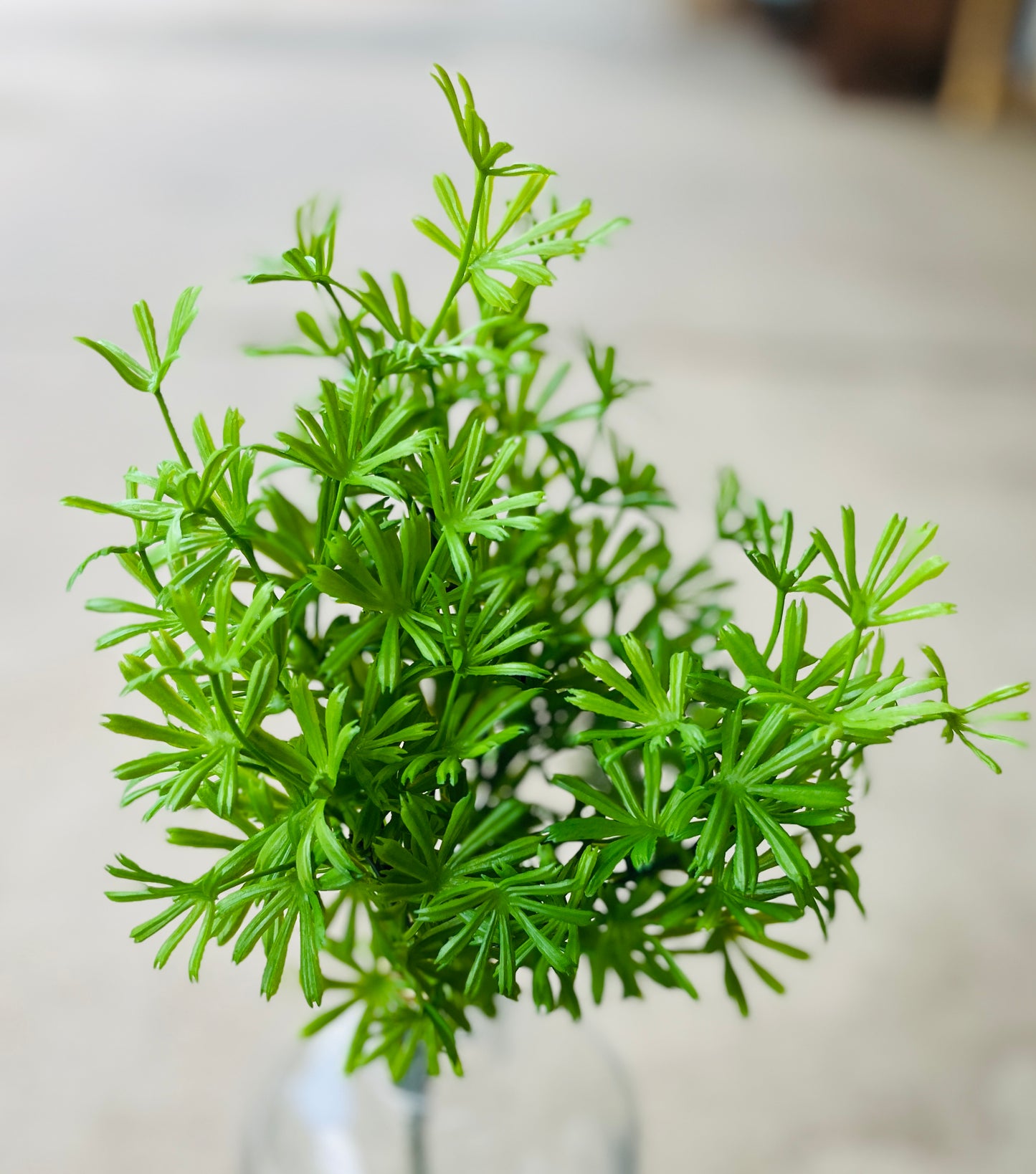 ASPARAGUS LEAF BUSH X 5-GREEN-BPA8196
