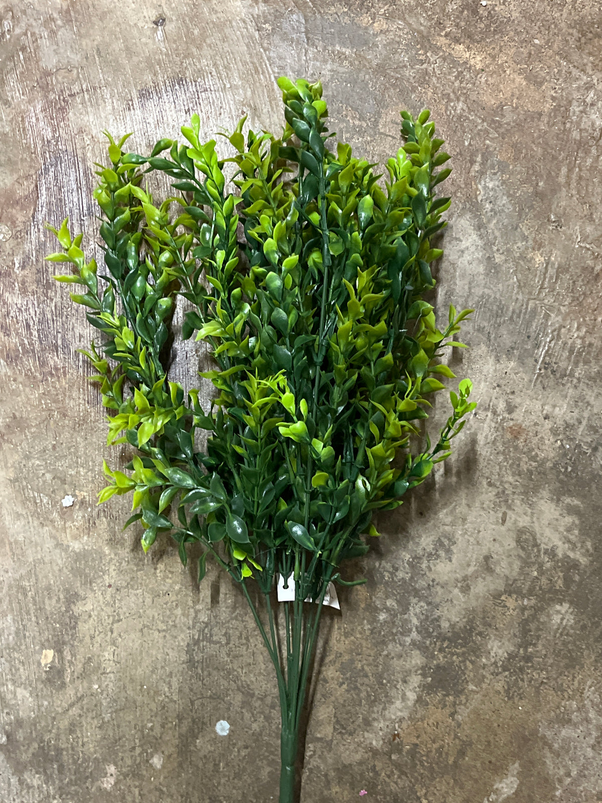 PLS LG FERN BUSH X 7-GREEN-57002