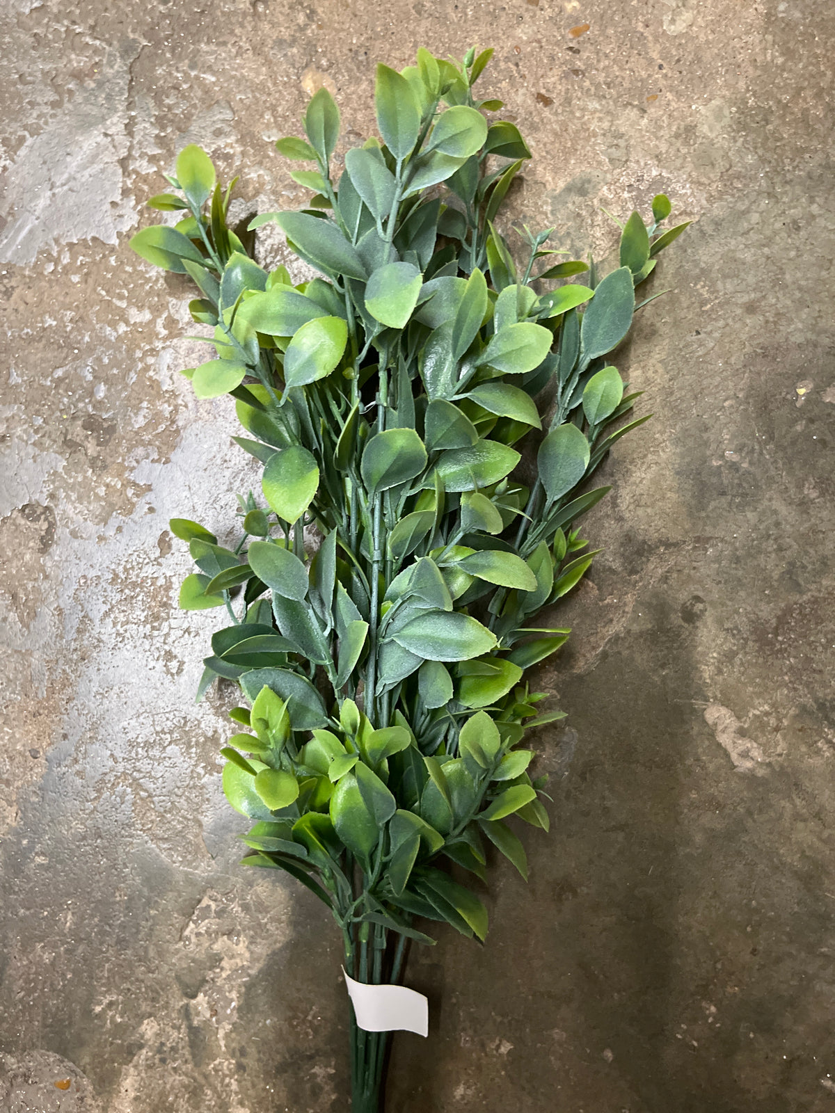 PLS BOXWOOD X 7-FS.GN-57162