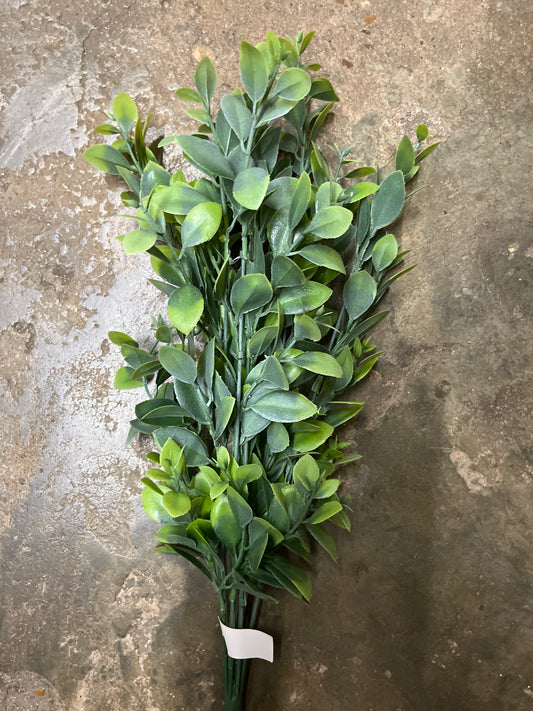 PLS BOXWOOD X 7-FS.GN-57162