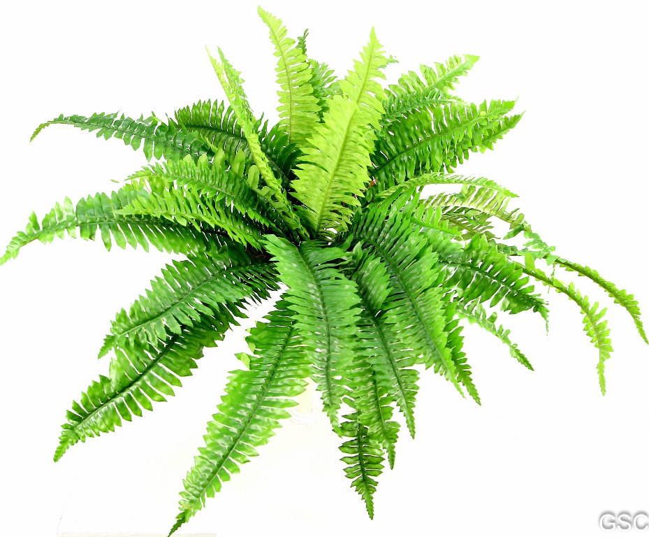 42 LVS BOSTON FERN - GG4617-DK.GN