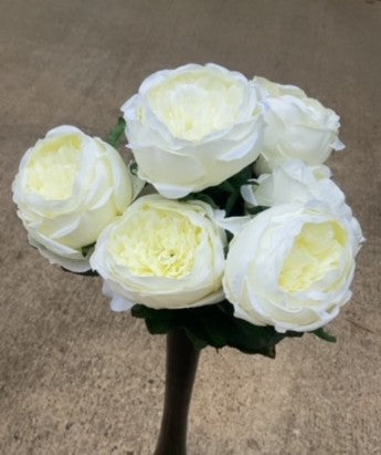CABBAGE ROSE BUSH X 7-CREAM-GPB20305-CR