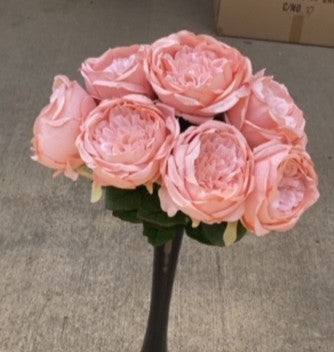 CABBAGE ROSE BUSH X 7-LTPH-GPB20305-LTPH