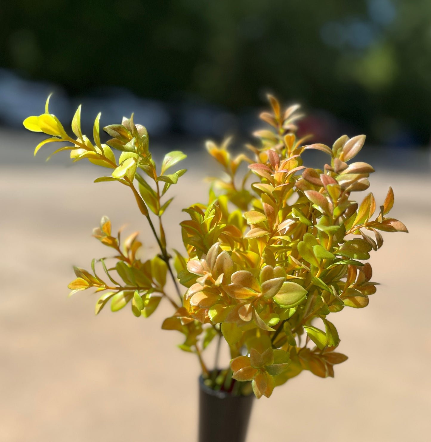 11" MINI EUCALYPTUS LEAF BUSH X 6-GR/RD-BE901GRD