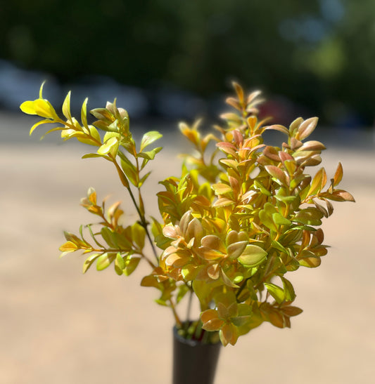 11" MINI EUCALYPTUS LEAF BUSH X 6-GR/RD-BE901GRD