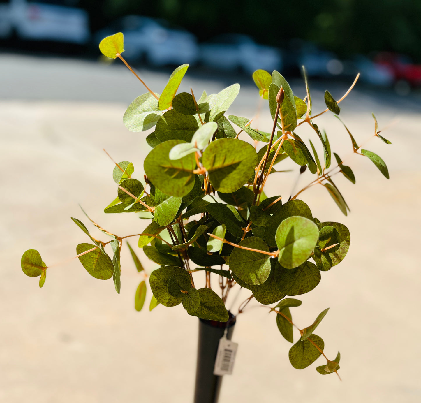 17" EUCALYPTUS BUSH X 9-GR-BE908GR