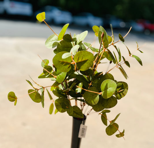 17" EUCALYPTUS BUSH X 9-GR-BE908GR