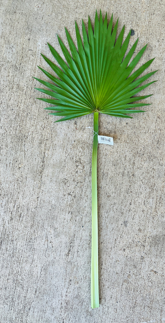23.5" FAN PALM SPRAY-GREEN-134919GN