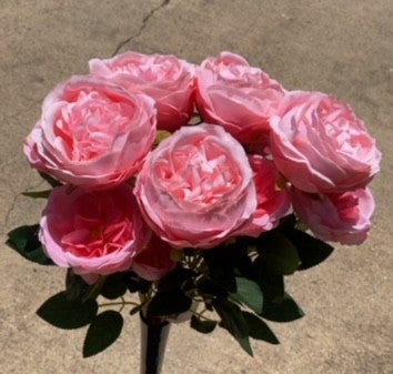 24" AUSTIN ROSE BUSH X 5-GPB25374-PK