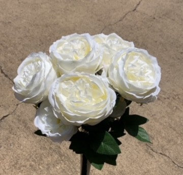 24" AUSTIN ROSE BUSH X 5-GPB25374-CR
