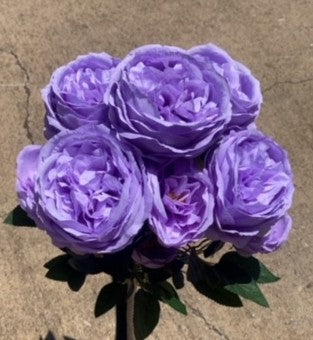 24" AUSTIN ROSE BUSH X 5-GPB25374-LAV
