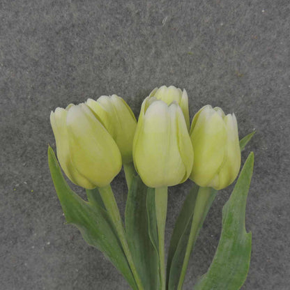 TULIP BUNDLE X5 17" LIGHT GREEN - SB0010-LGN