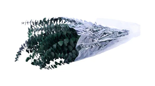 1LB PRESERVED SPIRAL EUCALYPTUS BUNDLE-DARK GREEN-TF003630