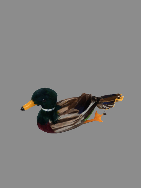 MALLARD DUCK-B303