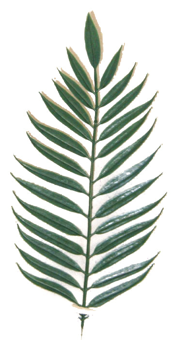 14.5" PVC PALM LEAF SPRAY (12 STEMS/PC) - GPB310-DK.GN