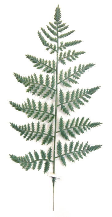15" PVC LEATHER FERN (12 STEMS/PC) - GPB311-DK.GN