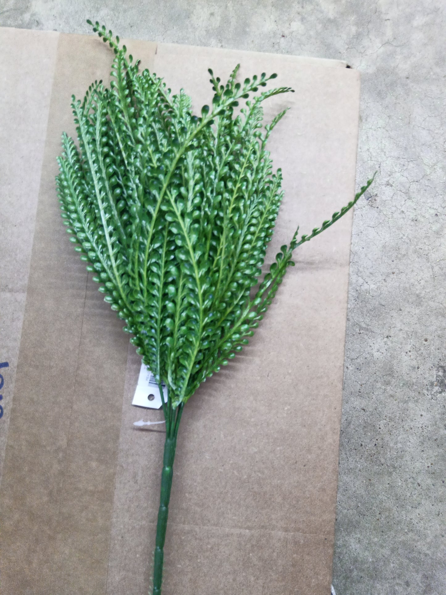 Button fern