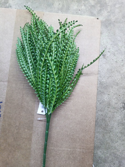 Button fern