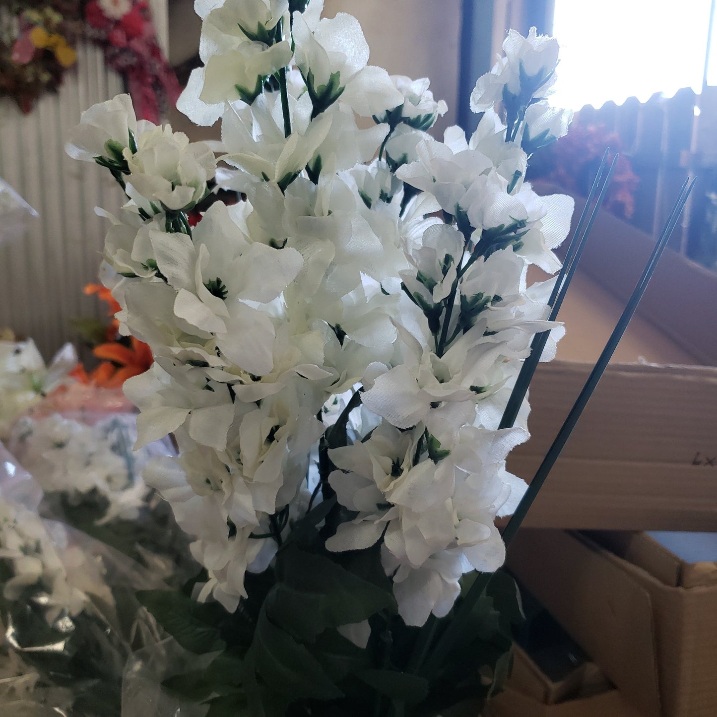 Delphinium bush x 7