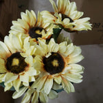 Dry sunflower x 7