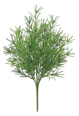 18" Rosemary Bush