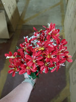 Tweedia cluster bush x 10